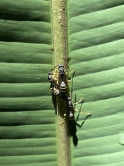 Scytokeraia