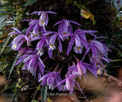 Pleione praecox