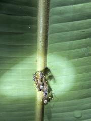 Scytokeraia