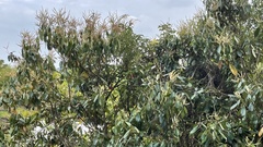Lithocarpus edulis