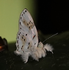 Anteros chrysoprasta