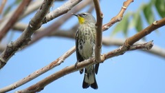 Setophaga coronata