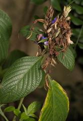 Blue Eranthemum