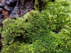 Zygodon viridissimus