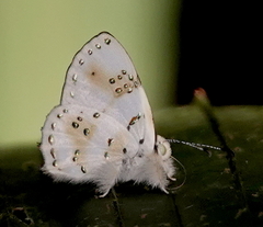 Anteros chrysoprasta