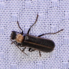 Podabrus flavicollis