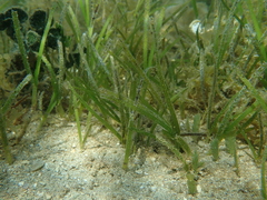 Halodule uninervis