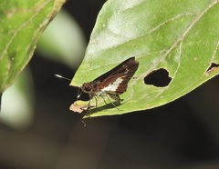 Sabera caesina