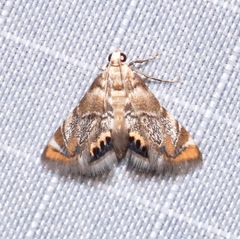 Eoparargyractis irroratalis
