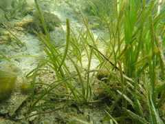 Halodule uninervis