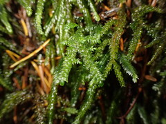 Thamnobryum neckeroides