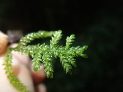 Thamnobryum neckeroides