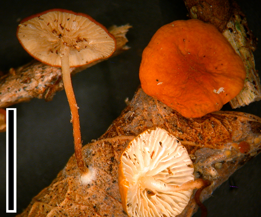 Marasmius croceus