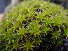 Syntrichia princeps