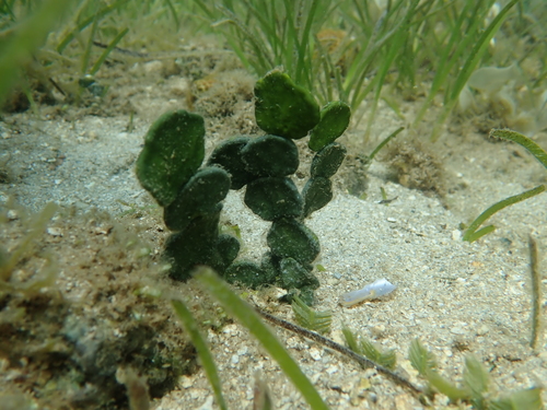 Halimeda macroloba observed 2021-11-06