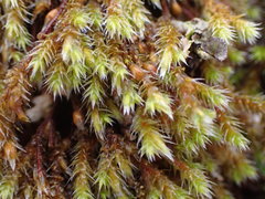 Hedwigia stellata