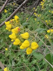 Calceolaria talcana