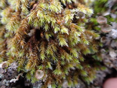 Hedwigia stellata