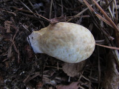 Rhopalogaster transversarius