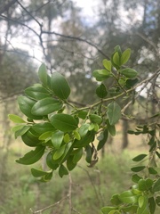 Psydrax odorata buxifolia
