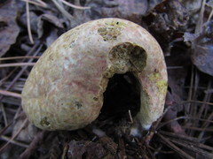 Rhopalogaster transversarius