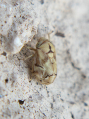 Clastoptera doeringae