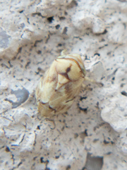 Clastoptera doeringae