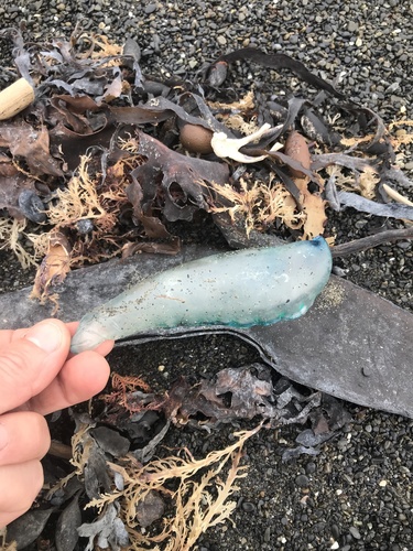 photo of Portuguese Man O' War (Physalia physalis)