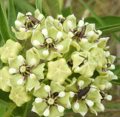 Scythris fuscicomella