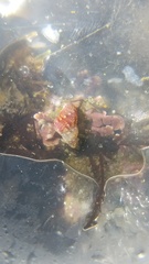 Phasianellidae