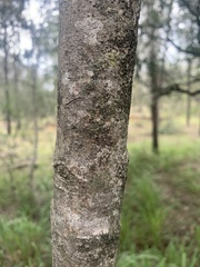 Psydrax odorata buxifolia