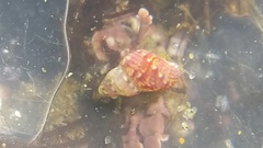 Phasianellidae