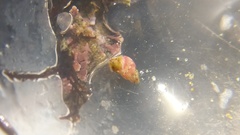 Phasianellidae
