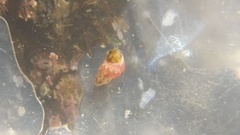Phasianellidae