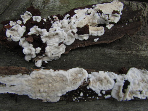 Representative image of Tubulicrinis