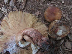Russula ventricosipes