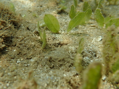 Halophila