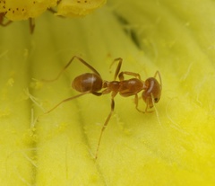 Iridomyrmex pallidus
