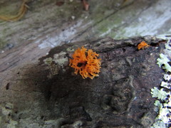 Calocera furcata