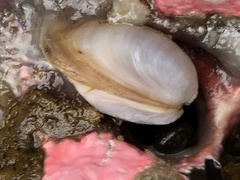 Hiatella arctica