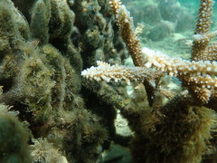 Acropora muricata