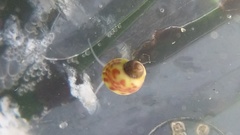 Phasianellidae