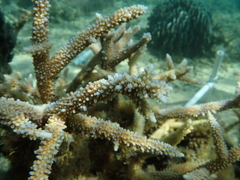 Acropora muricata