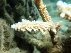 Acropora muricata
