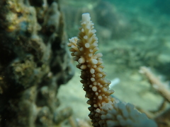 Acropora muricata