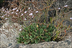 Limonium hyblaeum