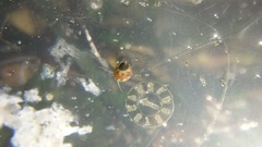 Phasianellidae