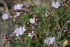 Limonium hyblaeum
