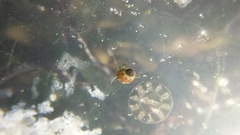 Phasianellidae