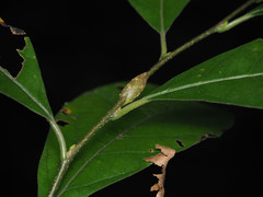 Neolasioptera linderae